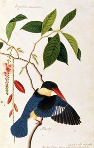 Martín pescador o Alced, Poko Booah Pootal, Boorong radja oodang, de Dibujos de Aves de Malaca, c.1805-18 de Chinese School